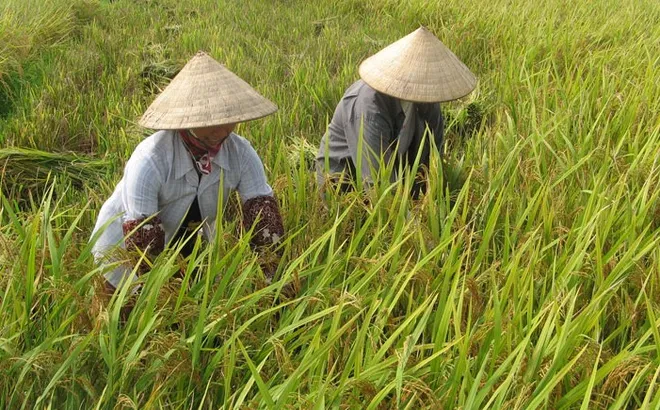 Giá lúa gạo hôm nay 6/2: giao dịch lúa mới chậm