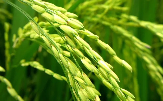 Giá lúa gạo hôm nay 8/2: giá gạo xuất khẩu giảm mạnh