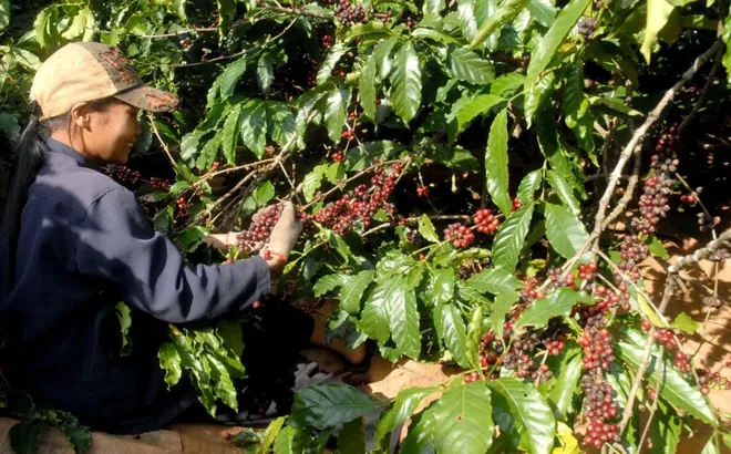 Giá cà phê hôm nay 8/2/2025: nhiều nguyên nhân khiến Arabica không lập tiếp kỷ lục