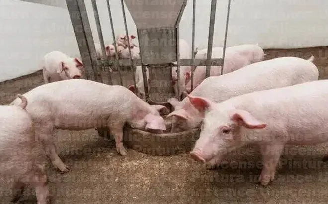 Giá heo hơi hôm nay 14/5: miền Nam tăng nhẹ 1.000 đồng/kg