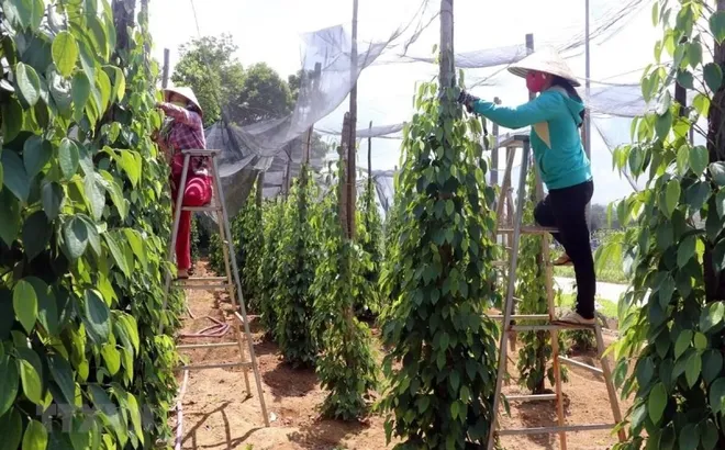 Giá tiêu hôm nay 15/5/2025: chuyên gia nhận định năm nay hồ tiêu mất mùa, lượng giảm nhiều