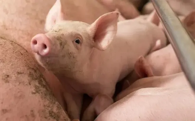 Giá heo hơi hôm nay 17/5: Hậu Giang nhích nhẹ 1.000 đồng/kg