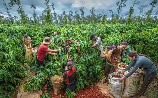 Giá cà phê hôm nay 20/5/2025: 2 động lực giúp cà phê tăng mạnh phiên đầu tuần