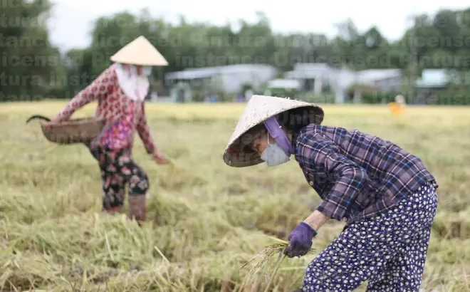 Giá lúa gạo hôm nay 22/5: gạo nguyên liệu giảm