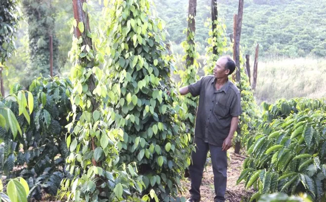 Giá tiêu hôm nay 24/5/2025: tình cảnh trái ngược của giá tiêu Việt Nam và Indonesia