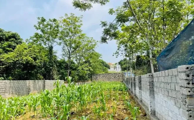 Nhà đầu tư rơi vào vòng xoáy chôn vốn khi mua đất nền không sổ đỏ