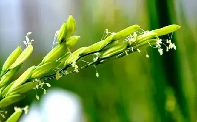 Giá lúa gạo hôm nay 30/5: gạo trong nước và xuất khẩu giảm nhẹ