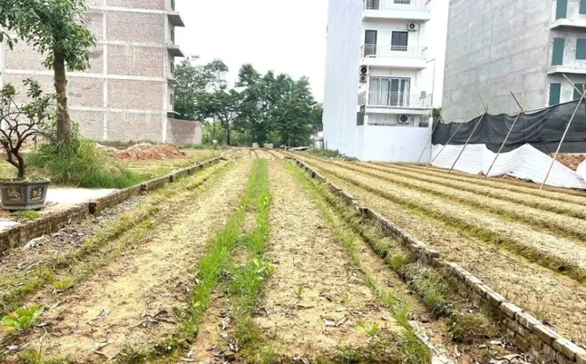Giá đất nền tách thửa ven đường Vành đai 4 liên tục “tăng nóng”