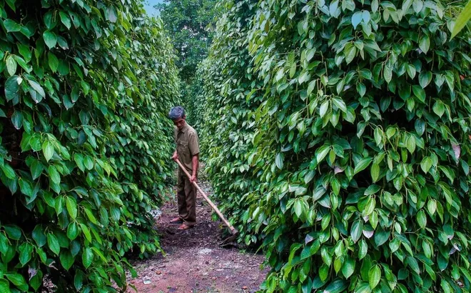 Giá tiêu hôm nay 6/6/2025: xuất khẩu hồ tiêu sang Trung Quốc tăng gần gấp đôi