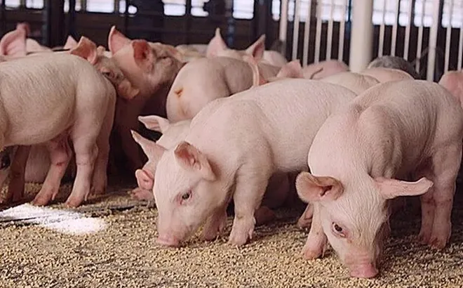 Giá heo hơi hôm nay 11/6: miền Nam giảm 1.000 đồng/kg tại một vài địa phương