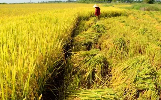 Giá lúa gạo hôm nay 12/6: lúa tươi và gạo xuất khẩu giảm mạnh