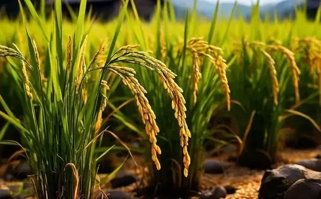 Giá lúa gạo hôm nay 14/6: giao dịch lúa khô chậm