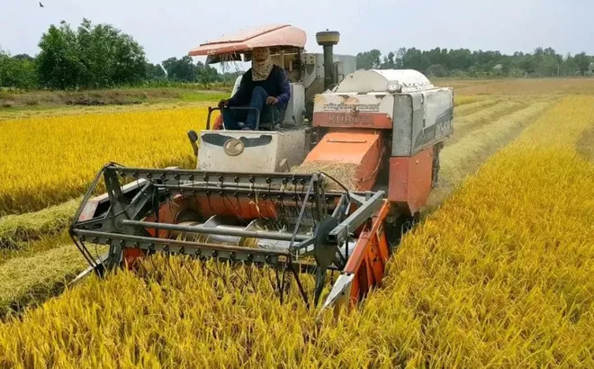 Giá lúa gạo hôm nay 21/6: lúa tươi tăng giảm trái chiều