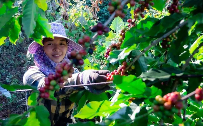 Giá cà phê hôm nay 26/6/2025: đồng USD suy yếu không thể cứu giá cà phê