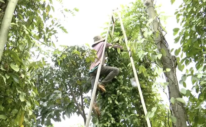 Giá tiêu hôm nay 27/6/2025: tăng 2 ngày liên tiếp, tiến sát mốc 130.000 đồng/kg.