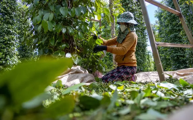 Giá tiêu hôm nay 28/6/2025: tăng 3 ngày liên tiếp, Gia Lai thêm 1.000 đồng/kg