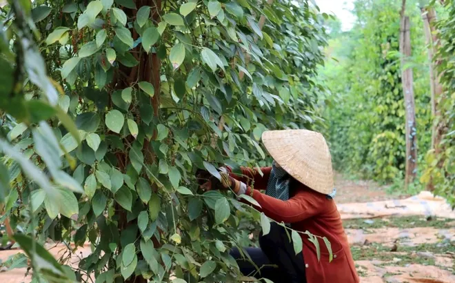 Giá tiêu hôm nay 30/6/2025: Bà Rịa - Vũng Tàu tăng tới 10.000 đồng/kg trong tuần
