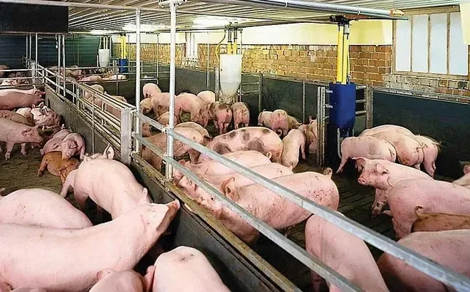 Giá heo hơi hôm nay 4/7: tiếp đà giảm 1.000 đồng/kg tại miền Trung và miền Nam