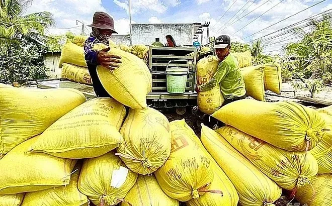 Giá lúa gạo hôm nay 5/7: giao dịch lúa khô chậm
