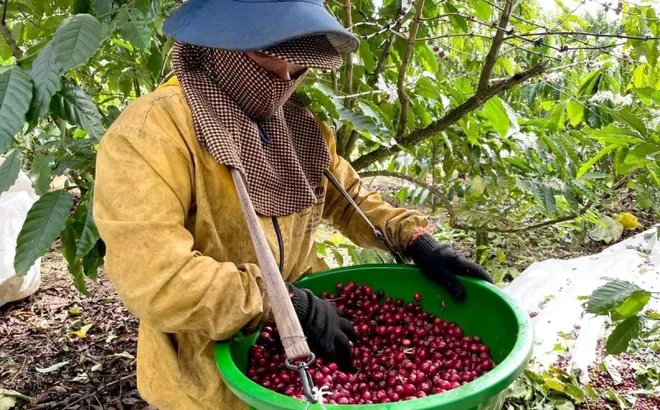 Giá cà phê hôm nay 7/7/2025: nhận định cà phê tuần này, Robusta sáng cửa tăng