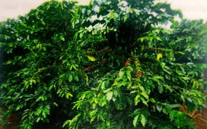 Giá cà phê hôm nay 8/7/2025: tổng hoà nguyên nhân đẩy cà phê giảm mạnh đầu tuần
