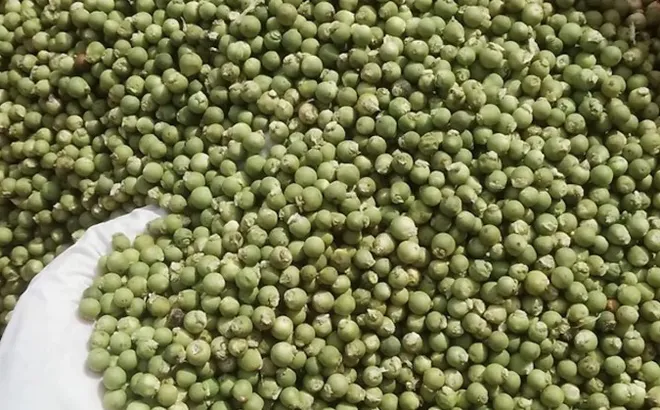 Giá tiêu hôm nay 9/7/2025: nguồn cung khó, Việt Nam nhập khẩu tăng gấp đôi hồ tiêu Brazil
