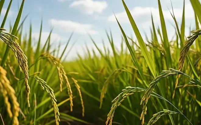 Giá lúa gạo hôm nay 10/7: giá lúa tăng giảm trái chiều