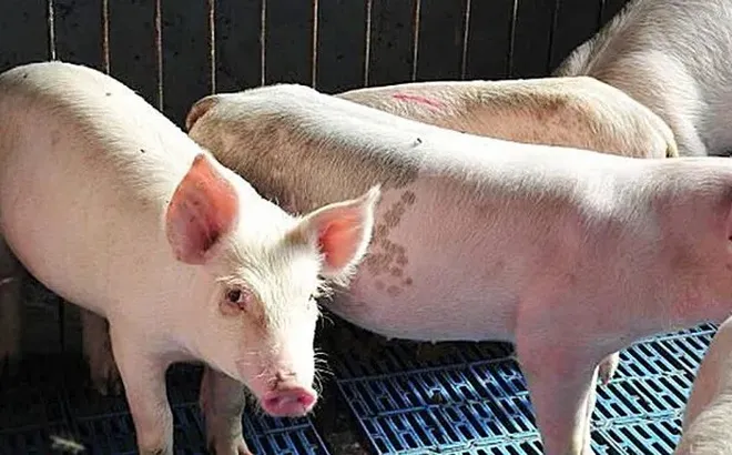 Giá heo hơi hôm nay 14/7: giảm nhẹ