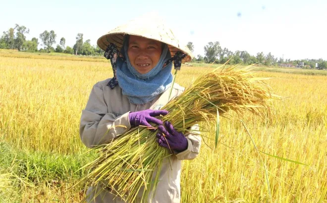 Giá lúa gạo hôm nay 14/7: giao dịch mua bán vắng