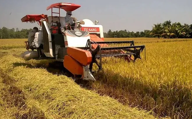 Giá lúa gạo hôm nay 15/7: gạo nguyên liệu xuất khẩu tăng