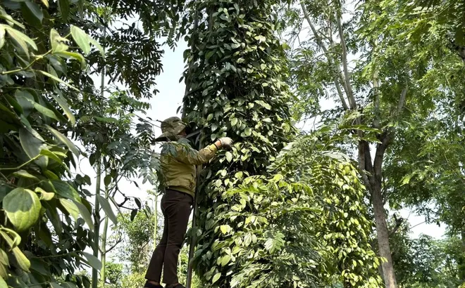 Giá tiêu hôm nay 17/7/2025: giá tiêu toàn cầu giảm tại các quốc gia xuất khẩu hàng đầu