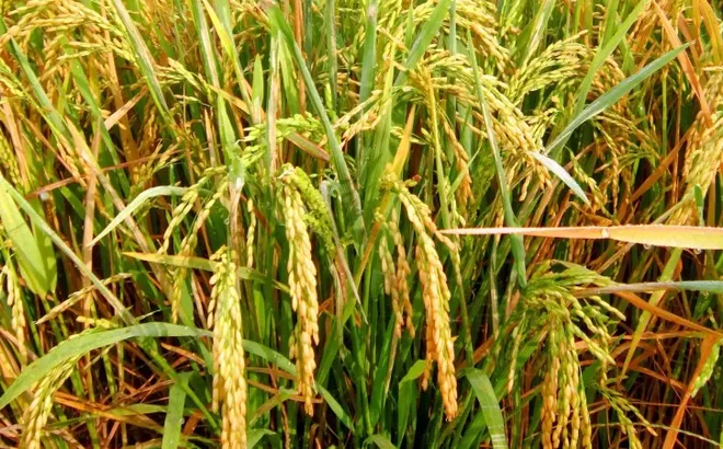 Giá lúa gạo hôm nay 17/7: giá gạo tăng nhẹ