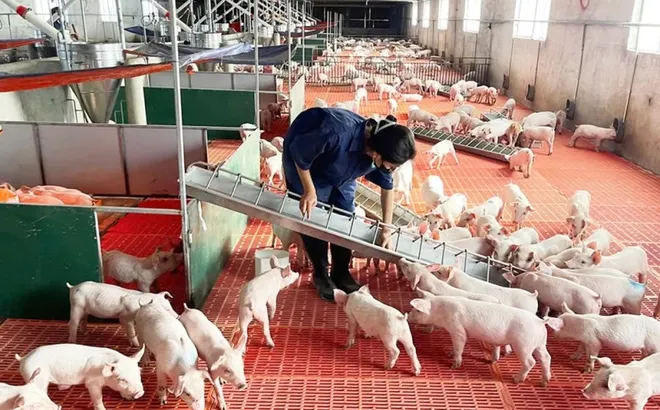 Giá heo hơi hôm nay 23/7: tiếp tục giảm nhẹ tại nhiều tỉnh thành