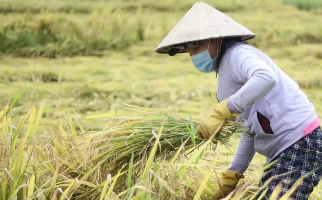 Giá lúa gạo hôm nay 25/7: giá gạo tiếp đà tăng nhẹ