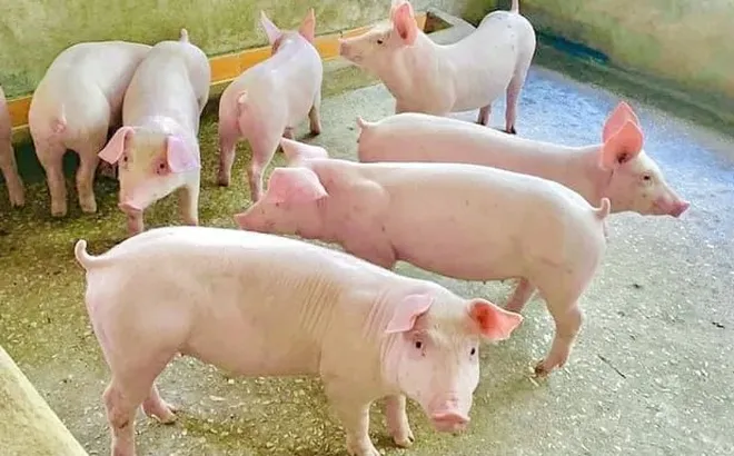 Giá heo hơi hôm nay 26/7: giảm 1.000 – 2.000 đồng/kg