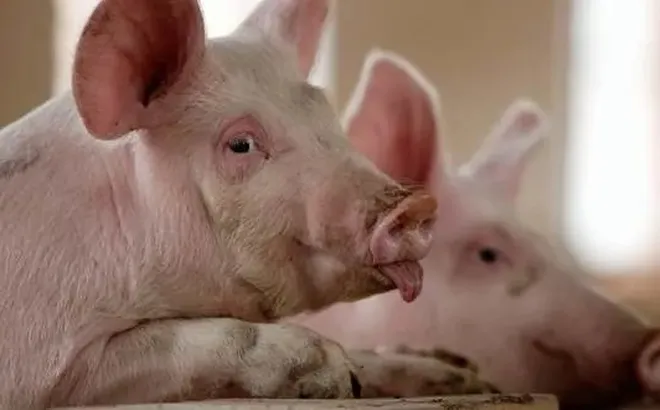 Giá heo hơi hôm nay 28/7: giảm rải rác 1.000 đồng/kg