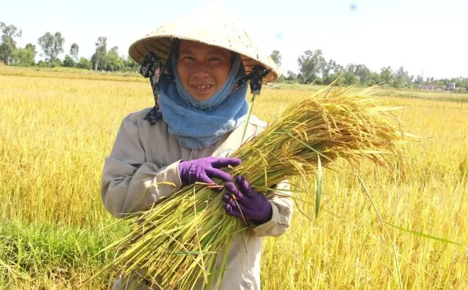Giá lúa gạo hôm nay 29/7: giá gạo bật tăng