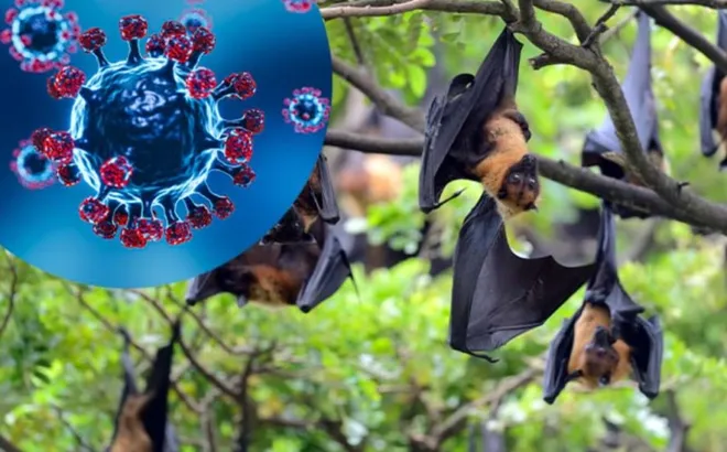 Hà Nội: tăng cường giám sát phòng, chống dịch bệnh do virus Nipah
