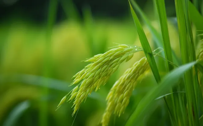 Giá lúa gạo hôm nay 24/9: giá gạo tăng 150 đồng/kg