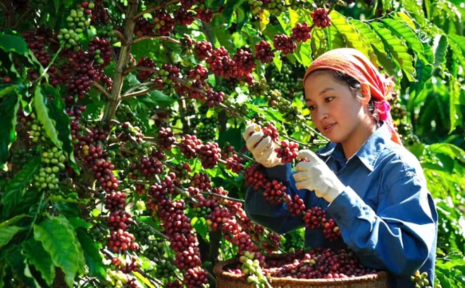 Giá cà phê hôm nay 12/10: 4 nguyên nhân đẩy cà phê quay đầu cuối tuần