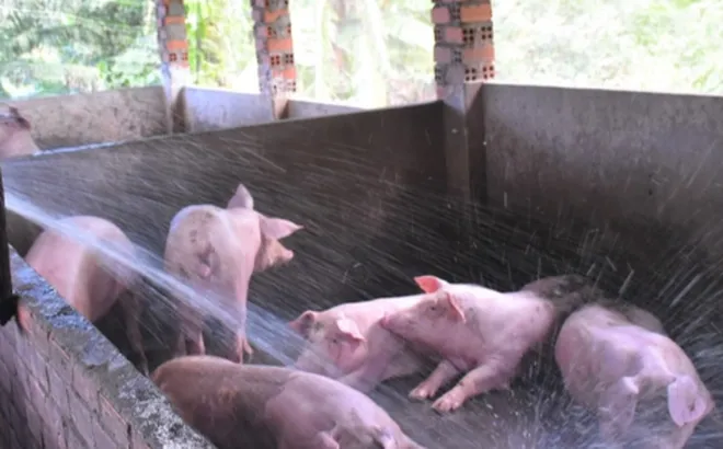 Giá heo hơi hôm nay 19/10: giảm rải rác 1.000 đồng/kg