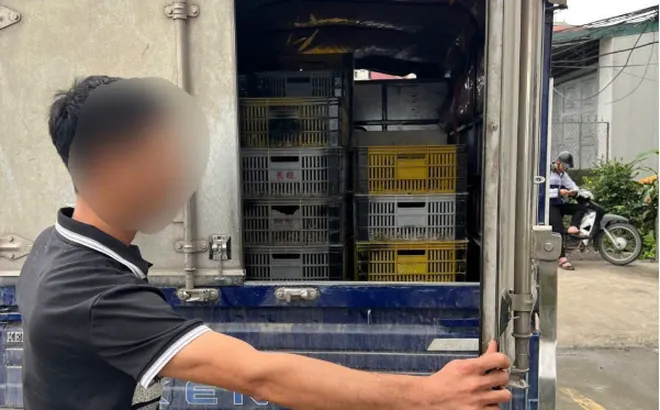 Xã Đại Xuyên: Xử lý 4 trường hợp vận chuyển gia cầm vi phạm quy định thú y