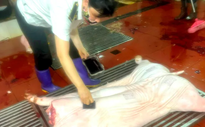 ​Phúc Thọ chủ động siết chặt quản lý giết mổ động vật
