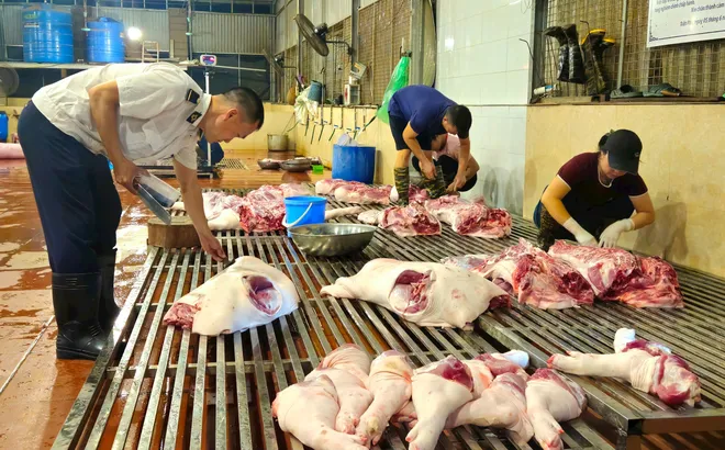 Kiểm tra đột xuất hoạt động giết mổ động vật tại các xã Trần Phú, Bình Minh và phường Chương Mỹ