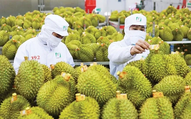 Ấn Độ chính thức mở cửa thị trường đối với sầu riêng tươi của Việt Nam
